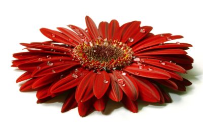 Sichtbar bleiben in der KI-Suche: GEO im SEO